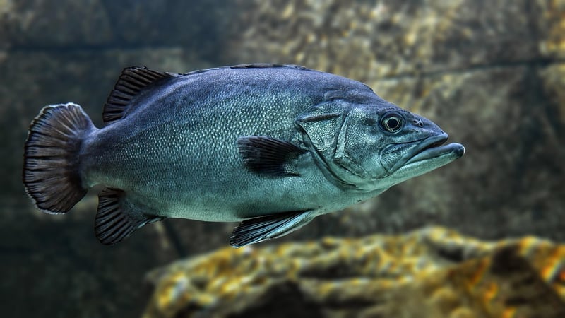 Marine Sanctuary